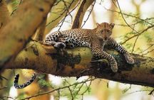 Lake Nakuru National park Day Tour From Nairobi 