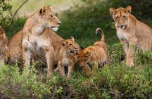 3 Days Masaai Mara budget safari