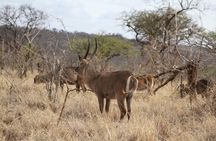 2 Days Lodge Safari - Lake Manyara and Ngorongoro Crater