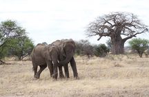2 Days Lodge Safari - Lake Manyara and Ngorongoro Crater