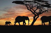 4 Days Camping Safari – Tarangire, Ngorongoro, Manyara, Olduvai Gorge