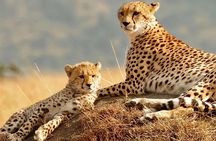 4 Days Camping Safari – Tarangire, Ngorongoro, Manyara, Olduvai Gorge