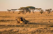 5 Days Lodge Safari - Lake Manyara, Serengeti, Ngorongoro, Tarangire.