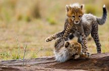 3 Days-Tarangire, Ngorongoro & Lake Manyara: Camping Joint Safari.