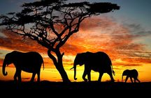 5 Days Lodge Safari - Lake Manyara, Serengeti, Ngorongoro, Tarangire.