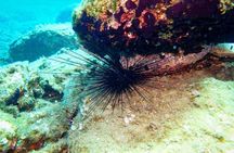Heraklion: Scuba Diving Experience for First-Timers