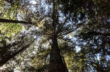 Bainbridge Island Wine and History - Private Luxury Day Tour with Lunch