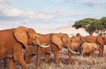 3 Days-Tarangire, Ngorongoro & Lake Manyara: Camping Joint Safari.