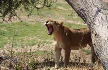 2 Days safari to Mikumi National Park from Dar es salaam