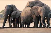 2 Days safari to Mikumi National Park from Dar es salaam