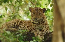 Wilpattu National Park Private Full Day Safari From Negombo