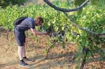 Berat 4x4 Off-Road and Vineyard Wine Tasting