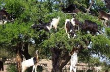 Essaouira private day excursion from Marrakech 