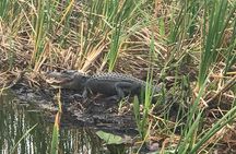 Private 2-Hour Airboat Tour of Miami Everglades