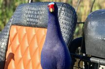 Private 1.5-Hour Airboat Tour of Miami Everglades