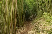 Waterfall and Rainforest Adventure