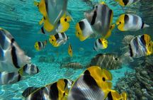 1/2 day Tahaa coral garden - departure Raiatea / ideal for cruise passengers