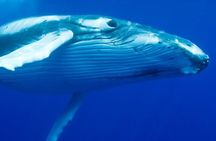 Humpback Whale Swim from Tongatapu island with transfers & lunch