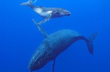 Humpback Whale Swim from Tongatapu island with transfers & lunch
