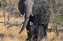 Chobe Day Trip 