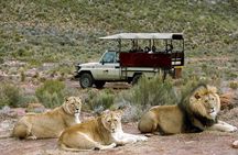 South Africa-Cape town ( The Best Big Five Safari tour )