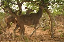 Chobe 6 Hours Game Drive