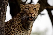 4-Day Safari: Lake Manyara, Serengeti & Ngorongoro