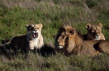 South Africa-Cape town ( The Best Big Five Safari tour )