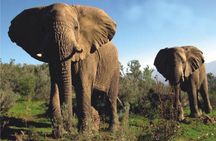 South Africa-Cape town ( The Best Big Five Safari tour )