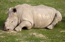 South Africa-Cape town ( The Best Big Five Safari tour )