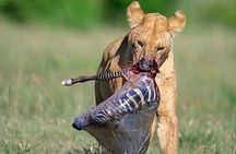 8 Days safari Selous GR / Mikumi NP and Ruaha NP