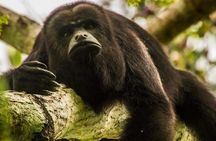 Private Belize Cave Tubing & Howler Monkey Sanctuary Combo Tour with Lunch