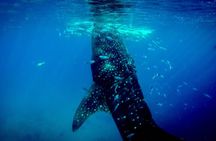 Kawasan Canyoneering, Kawasan Falls and Whaleshark Encounter