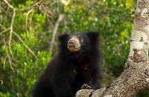 Wilpattu National Park Private Full Day Tour From Colombo