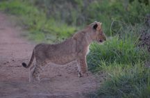 2 Days 1 Night Mikumi National Park from Dar es salaam