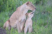 2 Days 1 Night Mikumi National Park from Dar es salaam