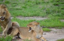 2 Days 1 Night Mikumi National Park from Dar es salaam