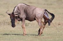 2 Days safari to Mikumi National Park from Dar es salaam