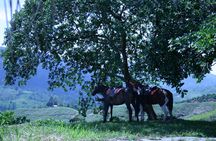 Rural Horseback Riding Tour