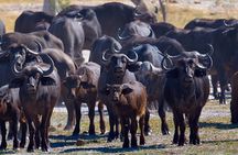 Exclusive full day Chobe game drive safari