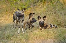 Exclusive full day Chobe game drive safari