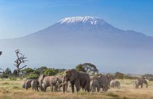 2-Day Kenya Safari - Amboseli National Park Adventure