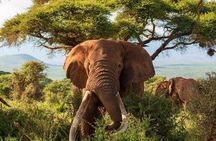 2-Day Kenya Safari - Amboseli National Park Adventure