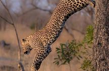 2-Day Kenya Safari - Amboseli National Park Adventure