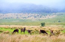 Hortan Plains Tour From Kandy