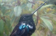Birding & Nature to Chicaque Cloud Forest Nature Reserve