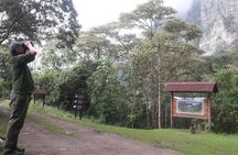 Birding & Nature to Chicaque Cloud Forest Nature Reserve