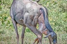 4-Day Safari: Lake Manyara, Serengeti & Ngorongoro