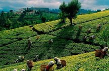 Tea Plucking and Tea Factory Visit from Nuwara Eliya.