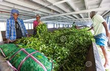 Tea Plucking and Tea Factory Visit from Nuwara Eliya.
